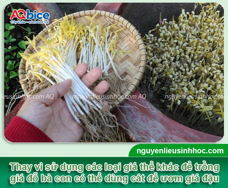 Hướng dẫn trồng giá bằng cát đảm bảo an toàn, giá mập giòn