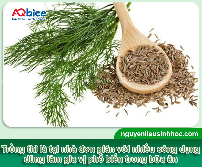 Cách trồng thì là từ hạt nhanh nảy mầm, năng suất cao tại nhà