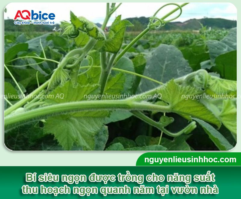 Cách trồng bí đỏ lấy ngọn tại nhà, thu hoạch quanh năm 1 Trồng bí đỏ lấy ngọn tại nhà năng suất cao thu hoạch quanh năm