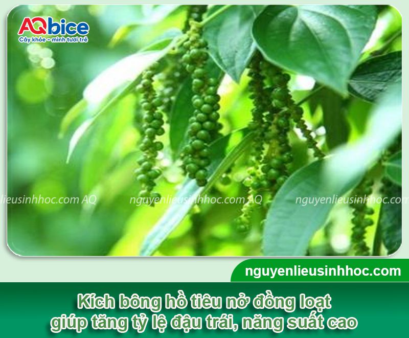 Thuốc kích bông tiêu Bloom giúp hoa ra đồng loạt, chuỗi dài 1 Thuốc kích bông tiêu Bloom ra hoa đồng loạt, năng suất cao