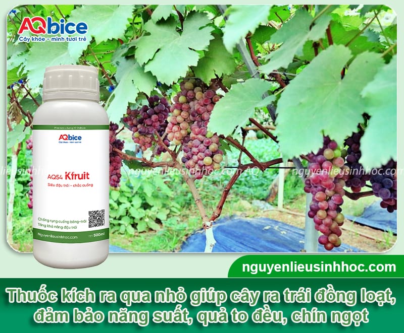 Thuốc kích nho ra quả: Bí quyết chọn và dùng thuốc đúng cách