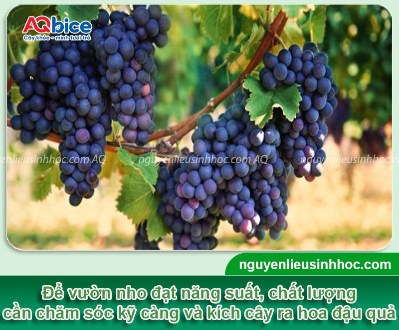 Thuốc kích ra hoa nho Bloom chống rụng hoa, trái đậu nhiều 1 Thuốc kích ra hoa nho Bloom chống rụng hoa, trái đậu trĩu cành