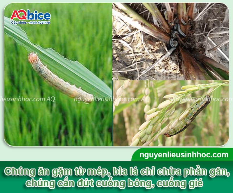 Sâu cắn gié hại lúa: Dấu hiệu và Biện pháp quản lý hiệu quả 3 Phòng trừ sâu cắn gié hại lúa bằng các phương pháp an toàn