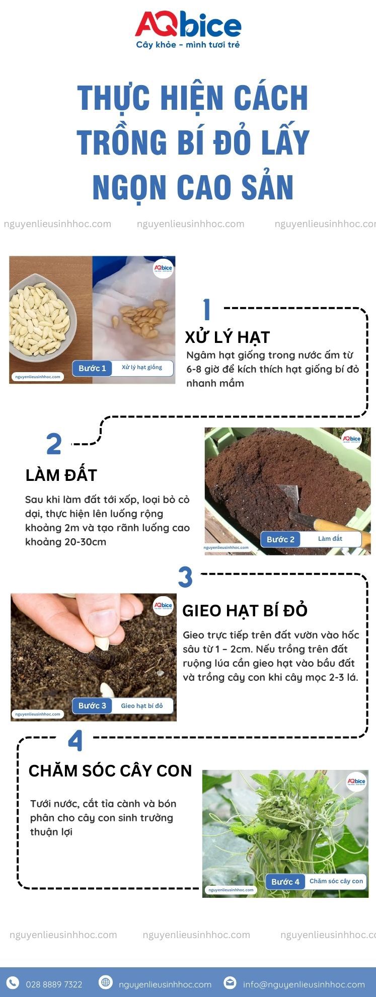 Cách trồng bí đỏ lấy ngọn tại nhà, thu hoạch quanh năm 3 Trồng bí đỏ lấy ngọn tại nhà năng suất cao thu hoạch quanh năm