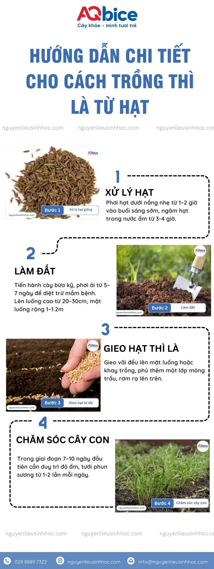 Cách trồng thì là tại nhà, nảy mầm nhanh, thu hoạch nhiều 3 Cách trồng thì là từ hạt nhanh nảy mầm, năng suất cao tại nhà