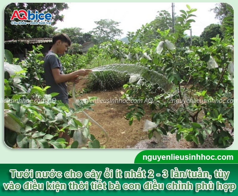 Cách chăm sóc cây ổi ra quả to ngọt, tránh rụng trái non 3 Cách chăm sóc cây ổi ra quả to ngọt, tránh rụng trái non