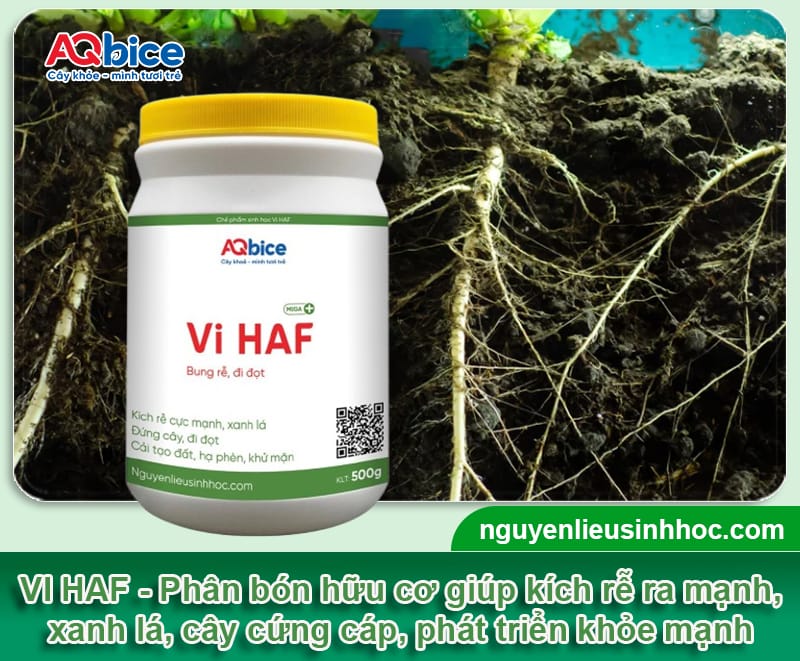 Các loại phân bón sinh học được ưa chuộng nhất năm 2025
