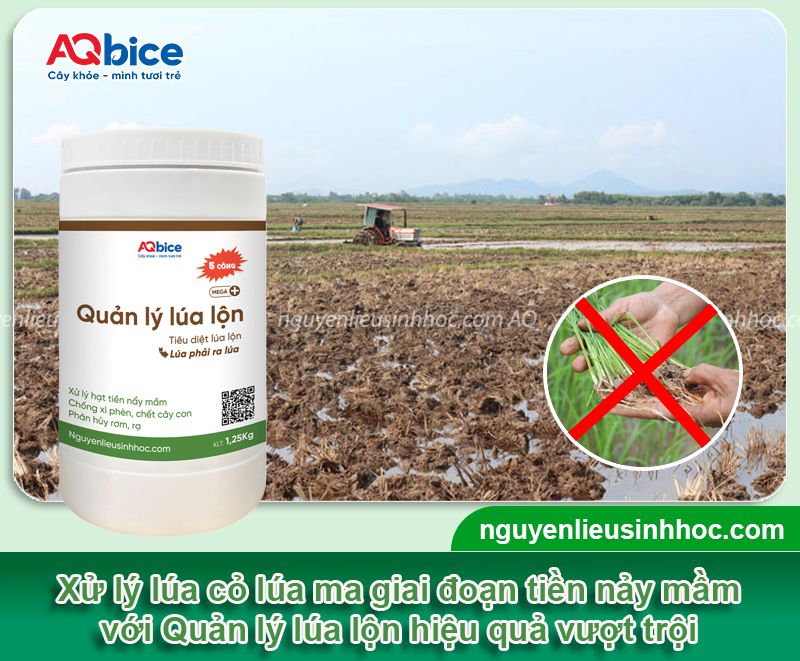 Thuốc sinh học cho lúa giúp nâng cao năng suất vụ mùa 2 Bộ sản phẩm thuốc sinh học cho lúa AQ nâng cao năng suất lúa