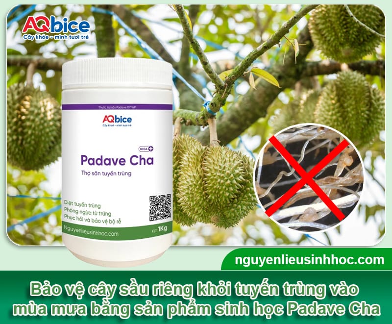 Chăm sóc sầu riêng mùa mưa để cây khỏe giữ trái chắc 5 Chăm sóc sầu riêng mùa mưa để cây khỏe giữ trái chắc