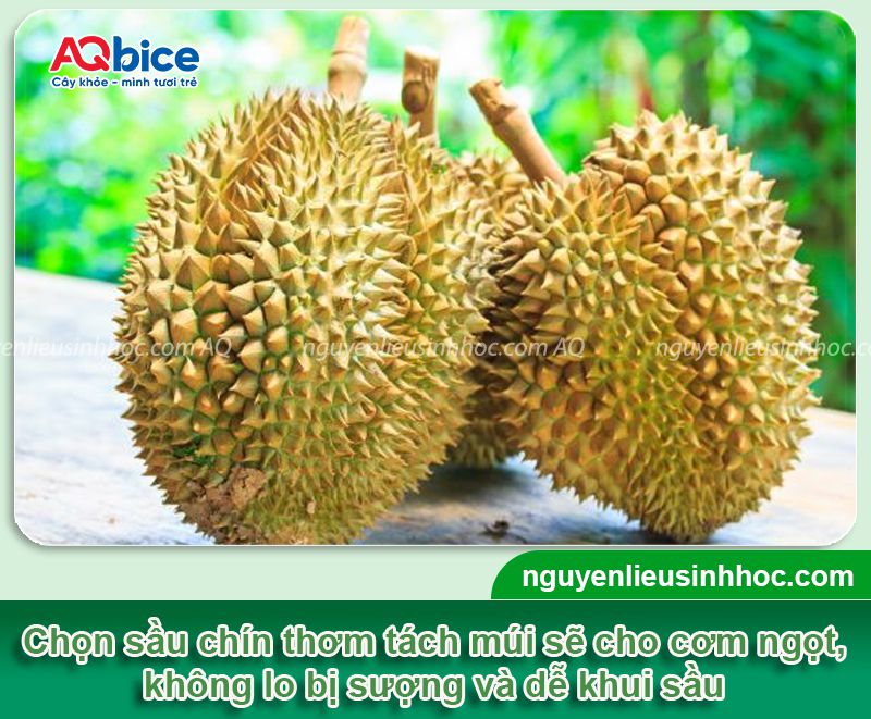 Bỏ túi 2 cách khui sầu riêng đơn giản, cực nhanh tại nhà 1 Bỏ túi 2 cách khui sầu riêng nhanh nhất đơn giản ngay tại nhà