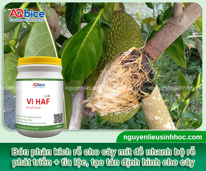 Cách chăm sóc cây mít mới trồng mau bén rễ, phát triển 4 Cách chăm sóc cây mít mới trồng mau bén rễ, phát triển tốt