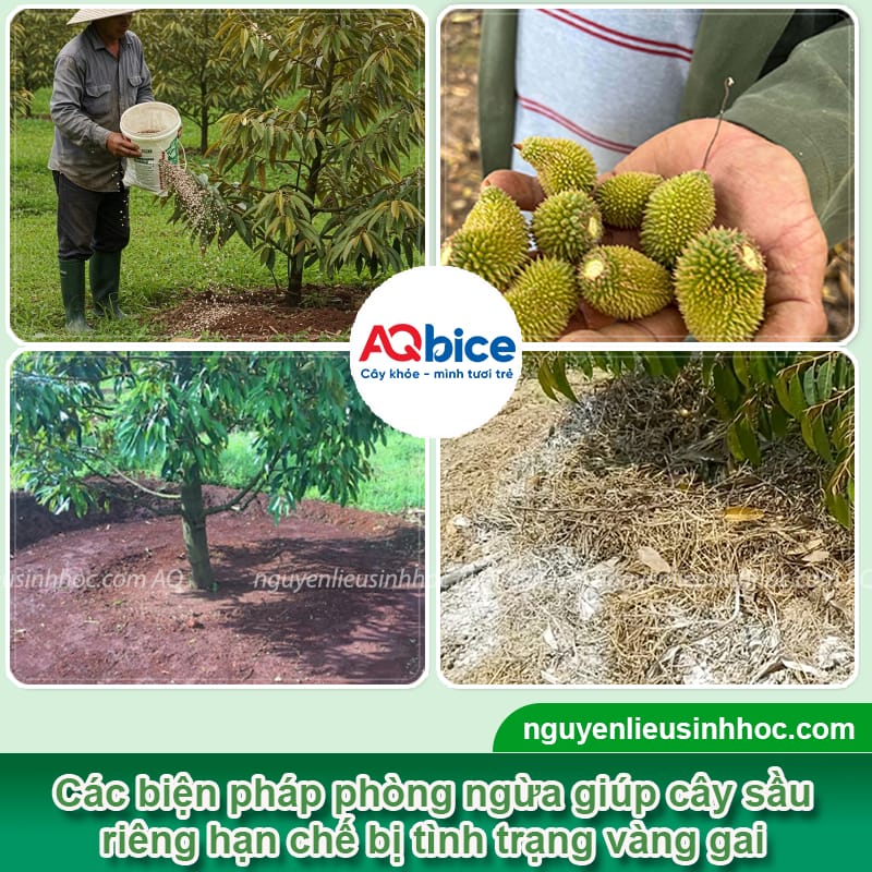 Sầu riêng bị vàng gai do đâu và Cách khắc phục 4 Sầu riêng bị vàng gai nguyên nhân do đâu và cách khắc phục