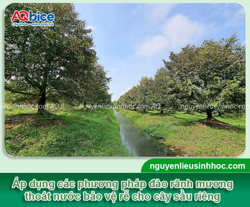 Cách chăm sóc sầu riêng mùa mưa để giữ trái chắc, cây khỏe 2 Hướng dẫn chăm sóc sầu riêng mùa mưa giữ trái chắc, cây khỏe