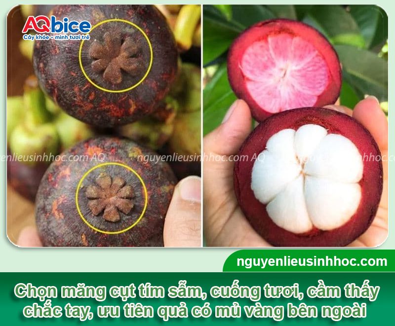 Bật mí các mẹo nhỏ áp dụng cho cách chọn măng cụt ngon