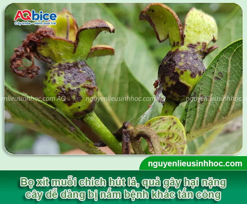 Top 5 loài sâu ổi thường gặp và Cách phòng trừ dứt điểm 3 Top 5 loài sâu ổi, côn trùng chích hút gây hại và cách phòng trị