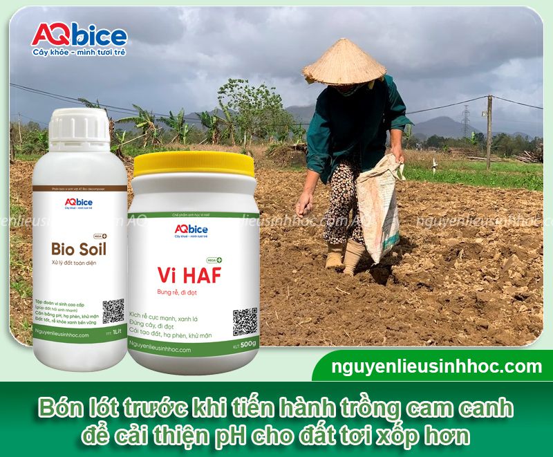 Kỹ thuật trồng cam đường canh xanh tốt, trĩu quả mọng nước