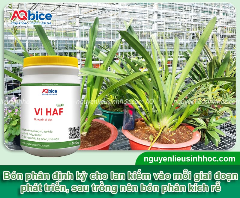Cách trồng lan kiếm đúng chuẩn kỹ thuật, hoa ra rực rỡ 12 Hướng dẫn cách trồng lan kiếm đúng kỹ thuật, cây mau ra hoa