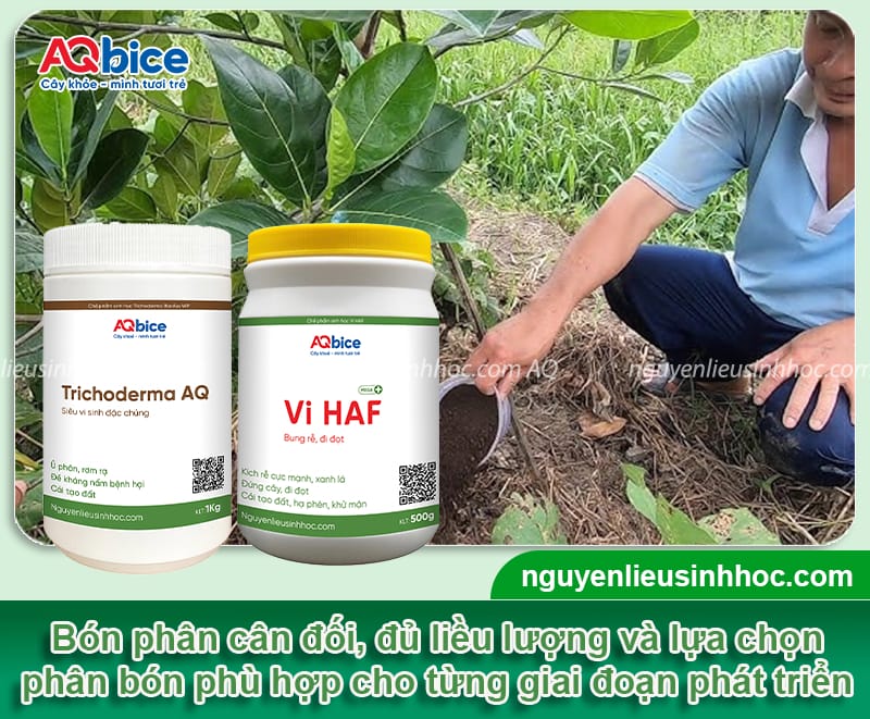 Cách chăm sóc cây mít mới trồng mau bén rễ, phát triển 3 Cách chăm sóc cây mít mới trồng mau bén rễ, phát triển tốt