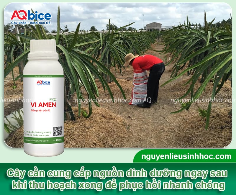 Thu hoạch thanh long: Bí quyết thu hoạch trái đạt chuẩn 6 Thu hoạch thanh long: Bí quyết thu hoạch trái chuẩn nông sản