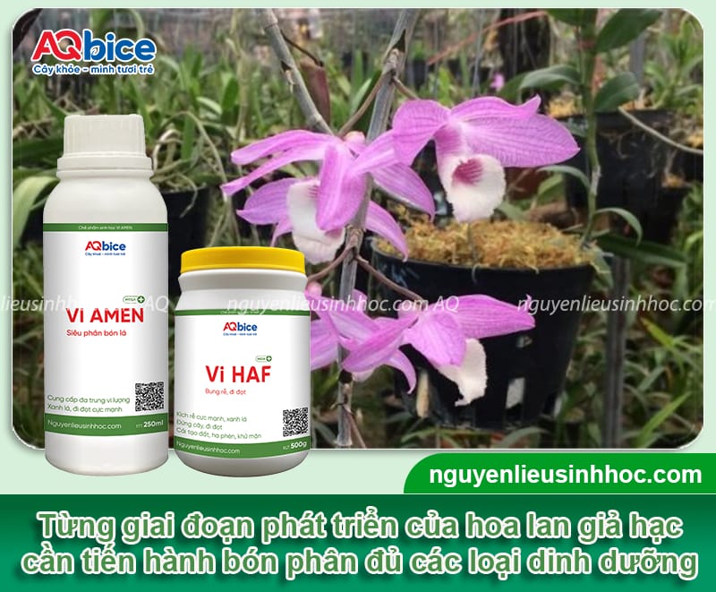 Hướng dẫn cách trồng lan giả hạc tại nhà, dễ thực hiện 5 Hướng dẫn cách trồng lan giả hạc ra hoa đều, không sâu bệnh