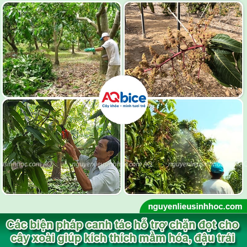 Thuốc chặn đọt xoài giúp phân hóa mầm hoa hiệu quả 5 Thuốc chặn đọt xoài: Cách chọn và sử dụng hiệu quả nhất