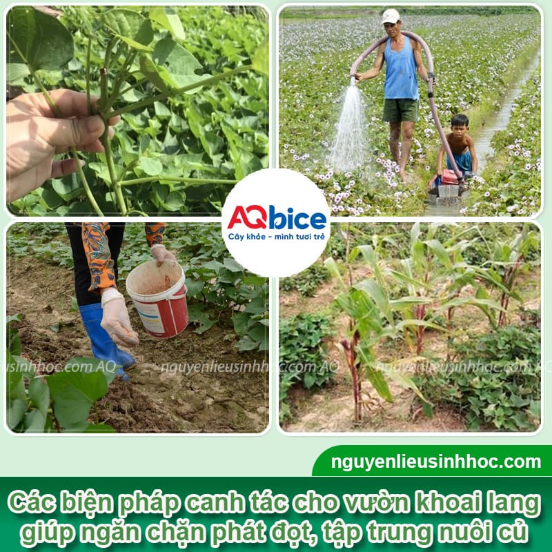 Cách dùng thuốc chặn đọt khoai lang giúp củ phát triển tốt