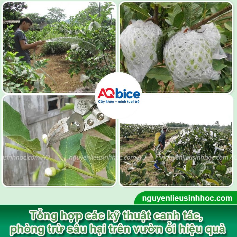 Top 5 loài sâu ổi thường gặp và Cách phòng trừ dứt điểm 7 Top 5 loài sâu ổi, côn trùng chích hút gây hại và cách phòng trị