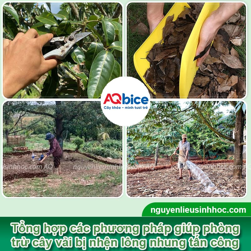 Nhận biết nhện lông nhung hại vải và Cách xử lý dứt điểm 3 Nhận biết nhện lông nhung hại vải và Cách xử lý dứt điểm