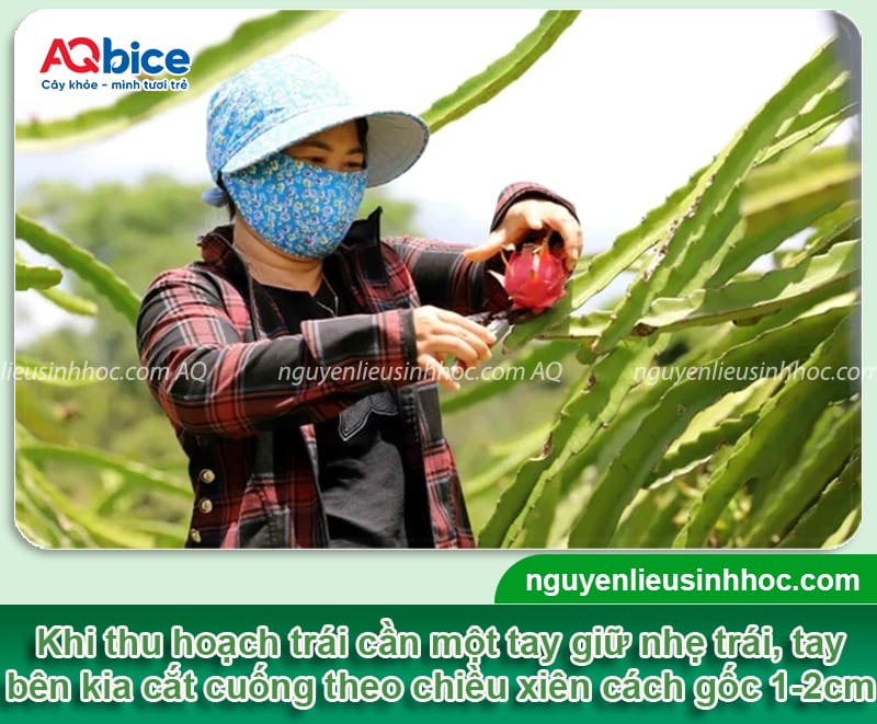 Thu hoạch thanh long: Bí quyết thu hoạch trái đạt chuẩn 4 Thu hoạch thanh long: Bí quyết thu hoạch trái chuẩn nông sản