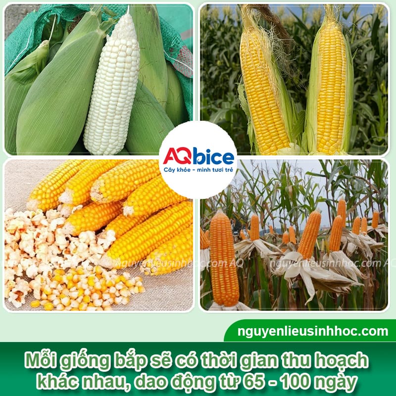 Trồng bắp bao lâu thu hoạch? Cách bảo quản ngô tại nhà 2 Trồng bắp bao lâu thu hoạch? Cách bảo quản ngô tại nhà