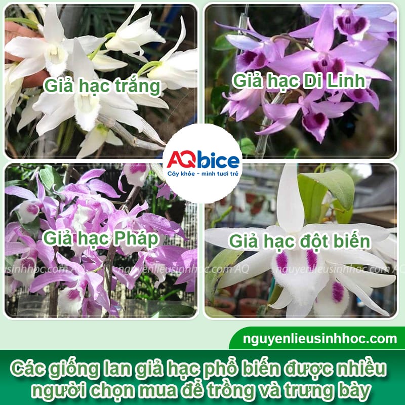Hướng dẫn cách trồng lan giả hạc tại nhà, dễ thực hiện 4 Hướng dẫn cách trồng lan giả hạc ra hoa đều, không sâu bệnh