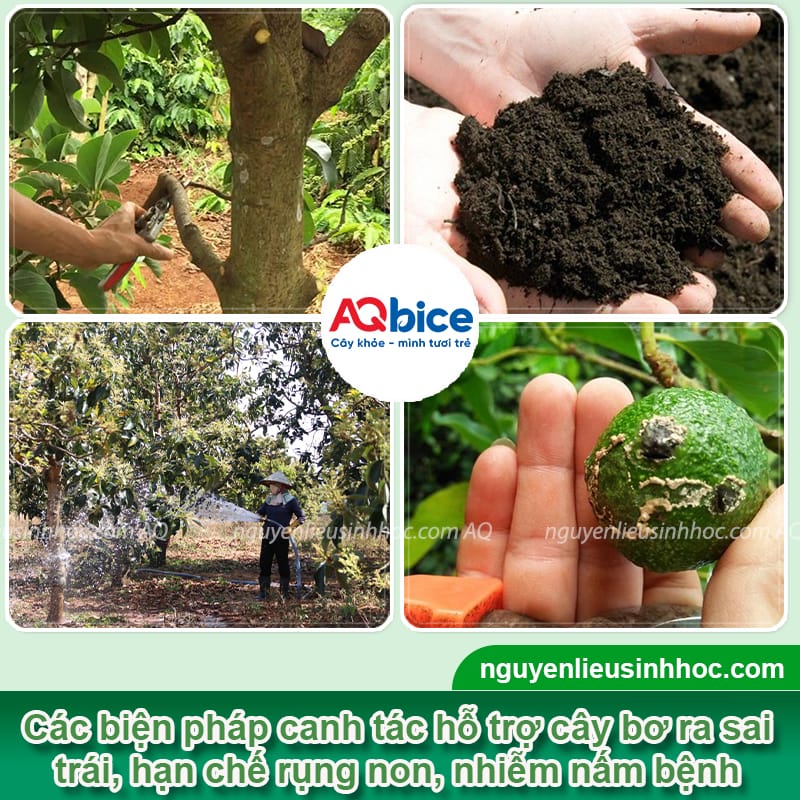 Thuốc kích bơ ra trái: Giải pháp để bơ ra trái đúng vụ 4 Thuốc kích bơ ra trái: Giải pháp bơ ra sai trái, đúng mùa vụ