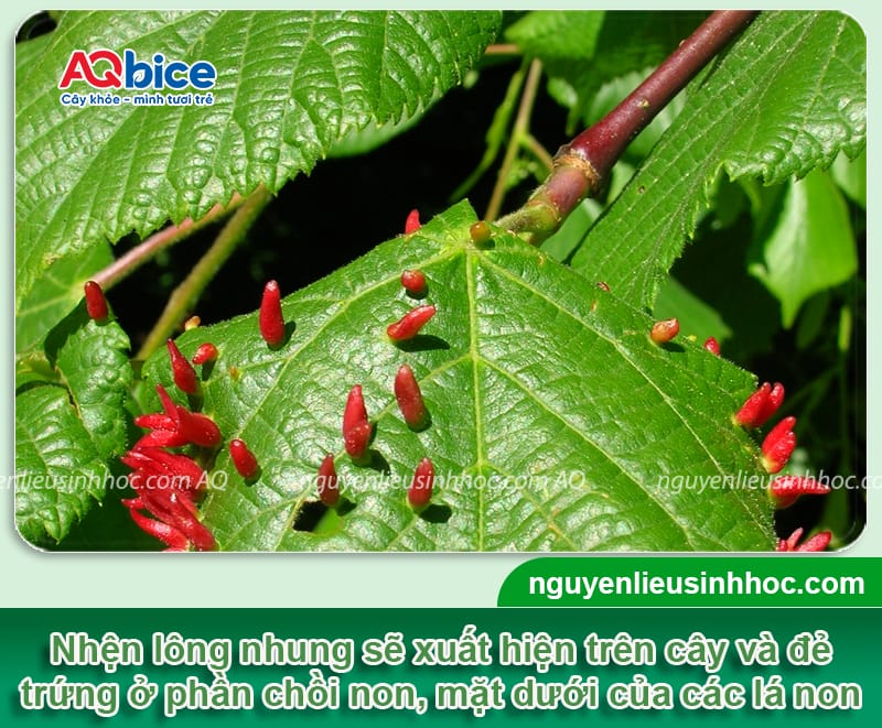 Nhận biết nhện lông nhung hại vải và Cách xử lý dứt điểm 2 Nhận biết nhện lông nhung hại vải và Cách xử lý dứt điểm