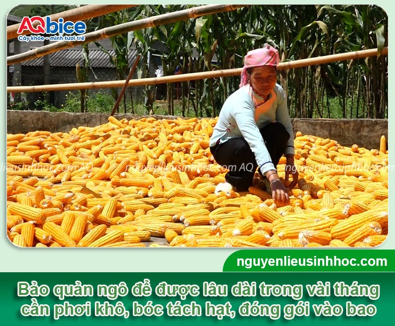 Trồng bắp bao lâu thu hoạch? Cách bảo quản ngô tại nhà 5 Trồng bắp bao lâu thu hoạch? Cách bảo quản ngô tại nhà