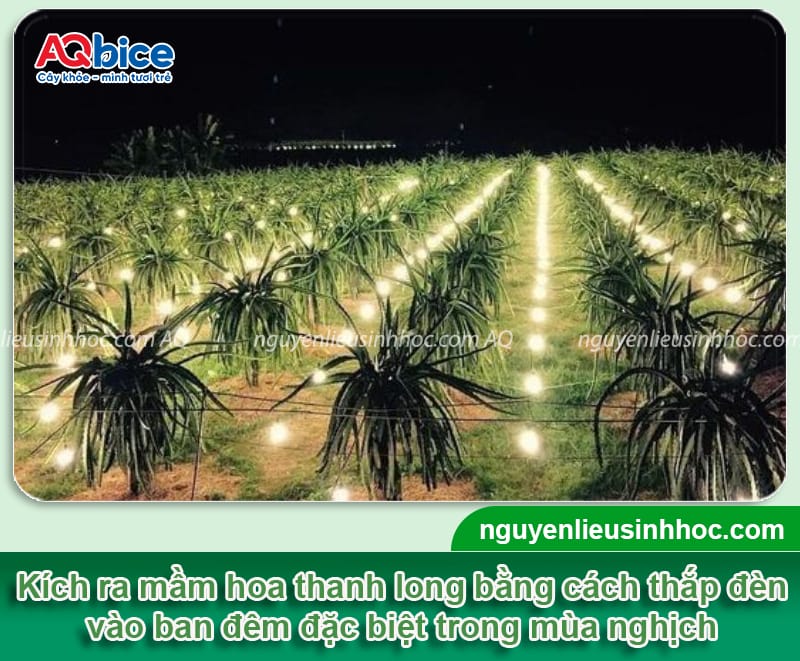 Hướng dẫn cách chăm sóc cây thanh long ra hoa đồng đều 6 Hướng dẫn cách chăm sóc cây thanh long ra hoa đồng đều