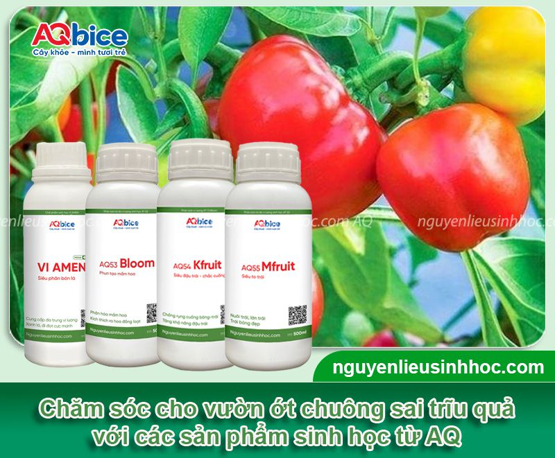 Cách trồng ớt chuông đơn giản tại nhà, trái ra sum suê 5 Quy trình thực hiện cách trồng ớt chuông năng suất cao tại nhà