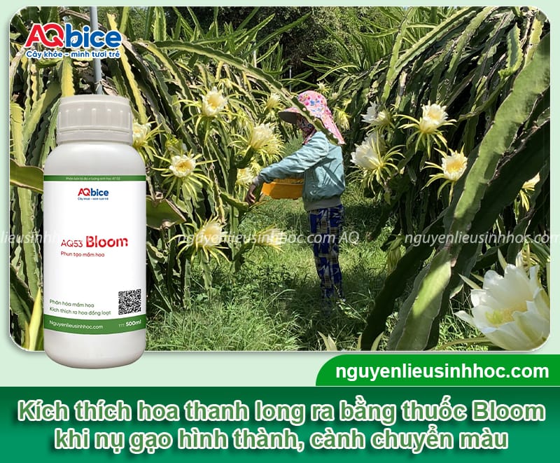 Hướng dẫn cách chăm sóc cây thanh long ra hoa đồng đều 4 Hướng dẫn cách chăm sóc cây thanh long ra hoa đồng đều
