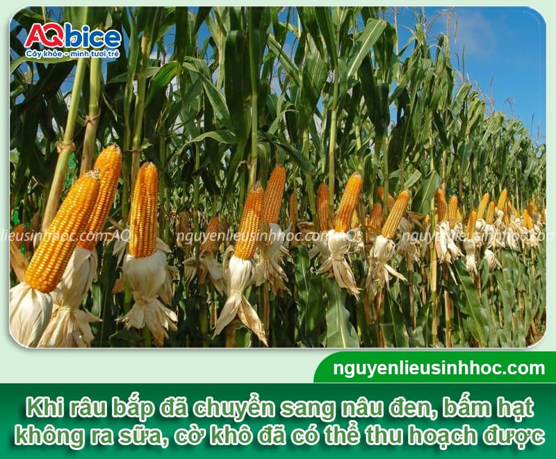 Trồng bắp bao lâu thu hoạch? Cách bảo quản ngô tại nhà 3 Trồng bắp bao lâu thu hoạch? Cách bảo quản ngô tại nhà
