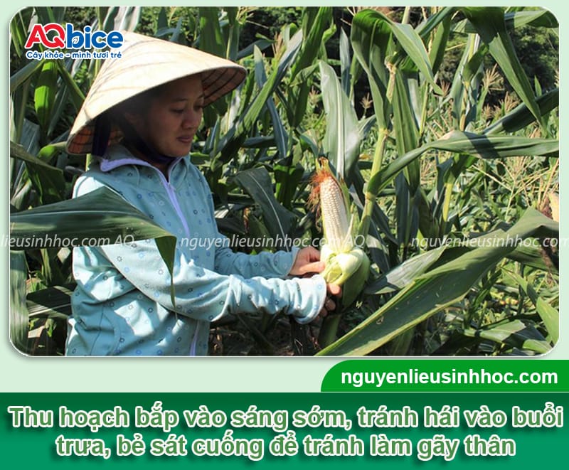 Trồng bắp bao lâu thu hoạch? Cách bảo quản ngô tại nhà 4 Trồng bắp bao lâu thu hoạch? Cách bảo quản ngô tại nhà