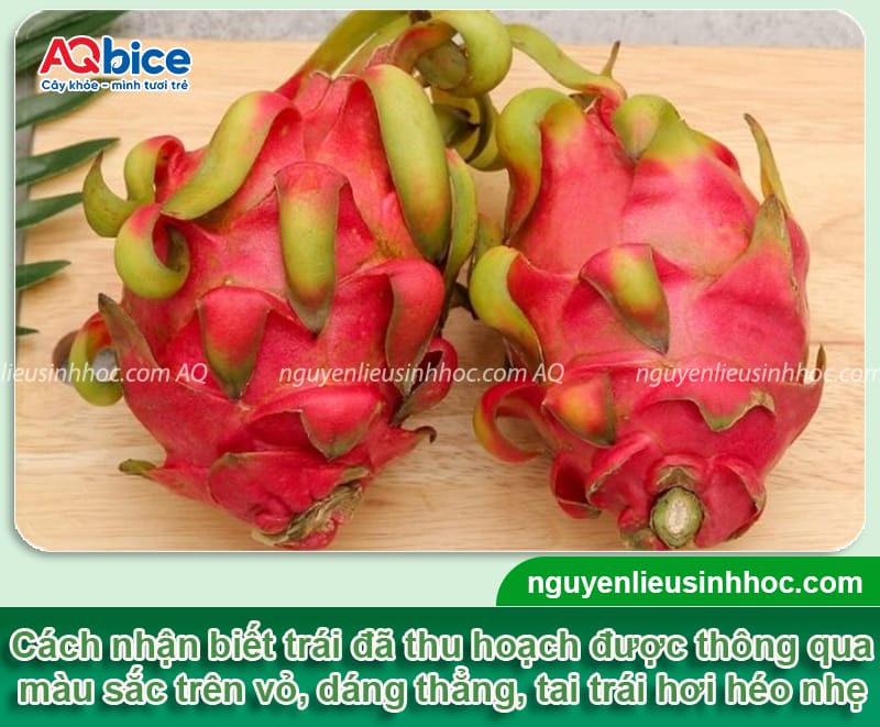 Thu hoạch thanh long: Bí quyết thu hoạch trái đạt chuẩn 3 Thu hoạch thanh long: Bí quyết thu hoạch trái chuẩn nông sản