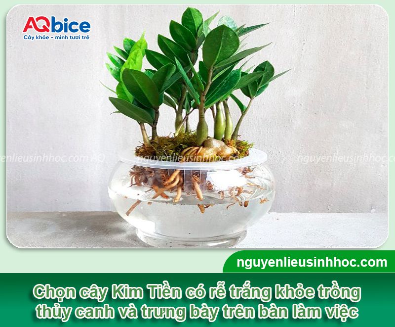 Cách trồng cây Kim Tiền bằng cành, lá, củ đơn giản tại nhà 5 Cách trồng cây Kim Tiền bằng cành, lá, củ đơn giản tại nhà