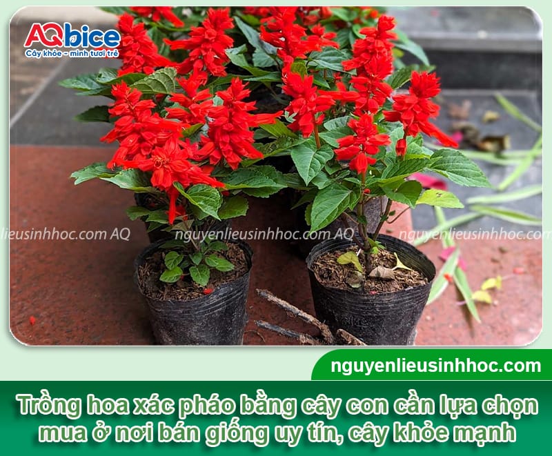 Cách trồng hoa xác pháo lâu tàn, hoa nở đều và bền màu 6 Chi tiết cách trồng hoa xác pháo lâu tàn, hoa nở đều và bền màu