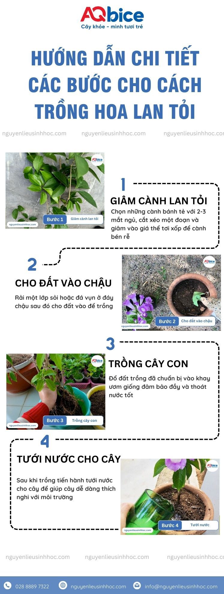 Cách trồng hoa lan tỏi tại nhà, nở hoa quanh năm 3 Cách trồng hoa lan tỏi và chăm cây nở hoa tươi thắm quanh năm