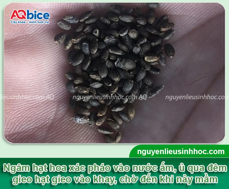 Cách trồng hoa xác pháo lâu tàn, hoa nở đều và bền màu 5 Chi tiết cách trồng hoa xác pháo lâu tàn, hoa nở đều và bền màu