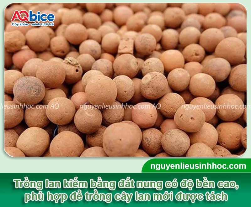 Cách trồng lan kiếm đúng chuẩn kỹ thuật, hoa ra rực rỡ 8 Hướng dẫn cách trồng lan kiếm đúng kỹ thuật, cây mau ra hoa
