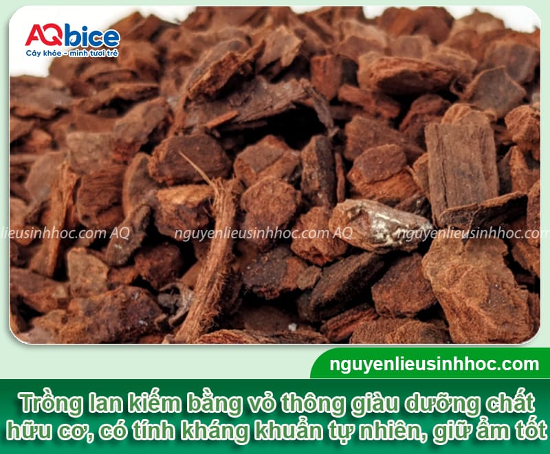 Cách trồng lan kiếm đúng chuẩn kỹ thuật, hoa ra rực rỡ 9 Hướng dẫn cách trồng lan kiếm đúng kỹ thuật, cây mau ra hoa
