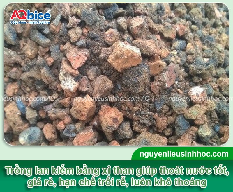 Cách trồng lan kiếm đúng chuẩn kỹ thuật, hoa ra rực rỡ 7 Hướng dẫn cách trồng lan kiếm đúng kỹ thuật, cây mau ra hoa