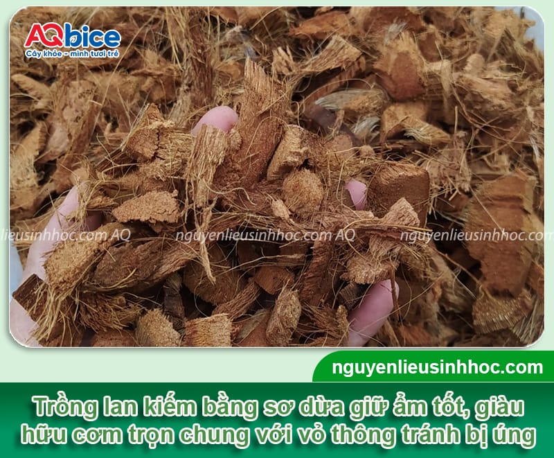 Cách trồng lan kiếm đúng chuẩn kỹ thuật, hoa ra rực rỡ 11 Hướng dẫn cách trồng lan kiếm đúng kỹ thuật, cây mau ra hoa
