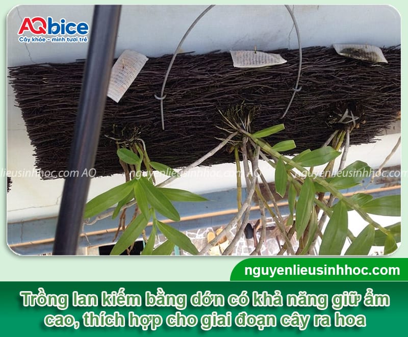 Cách trồng lan kiếm đúng chuẩn kỹ thuật, hoa ra rực rỡ 10 Hướng dẫn cách trồng lan kiếm đúng kỹ thuật, cây mau ra hoa