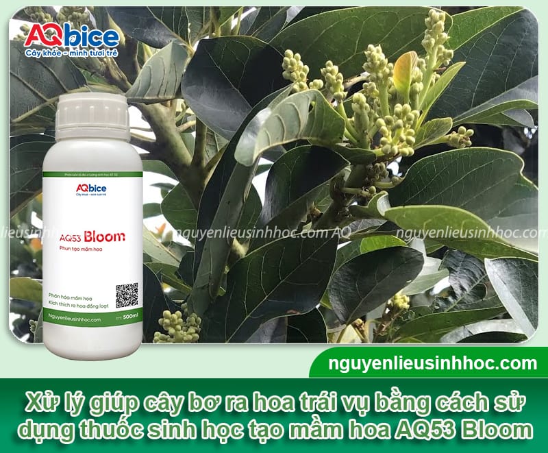 Cách xử lý cây bơ ra hoa trái vụ, kích mầm hoa ra nhanh 4 Cách xử lý cây bơ ra hoa trái vụ, kích ra mầm hoa, đậu trái